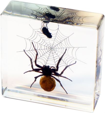 Real Bug Spider and Fly Desk Decoration